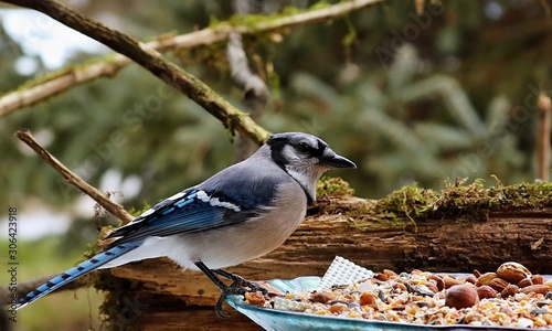 DescriptionThe blue jay is a bird in the family Corvidae, native to North America. It resides through most of eastern and central United States, although western populations may be migratory. photo