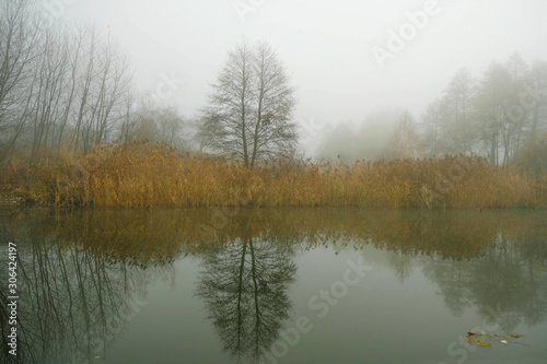 Misty morning on the river in Ukraine. Lonely tree in the reeds.