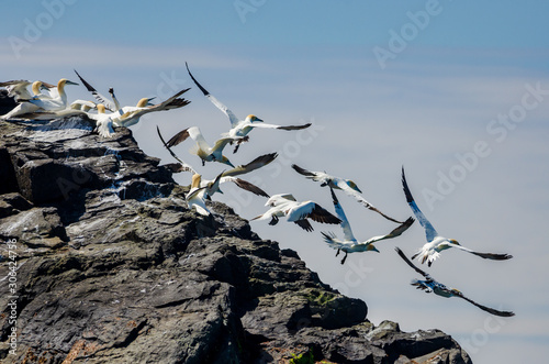 Northern gannet colony on Grassholm island, in Pembrokeshire Coast National Park, UK photo