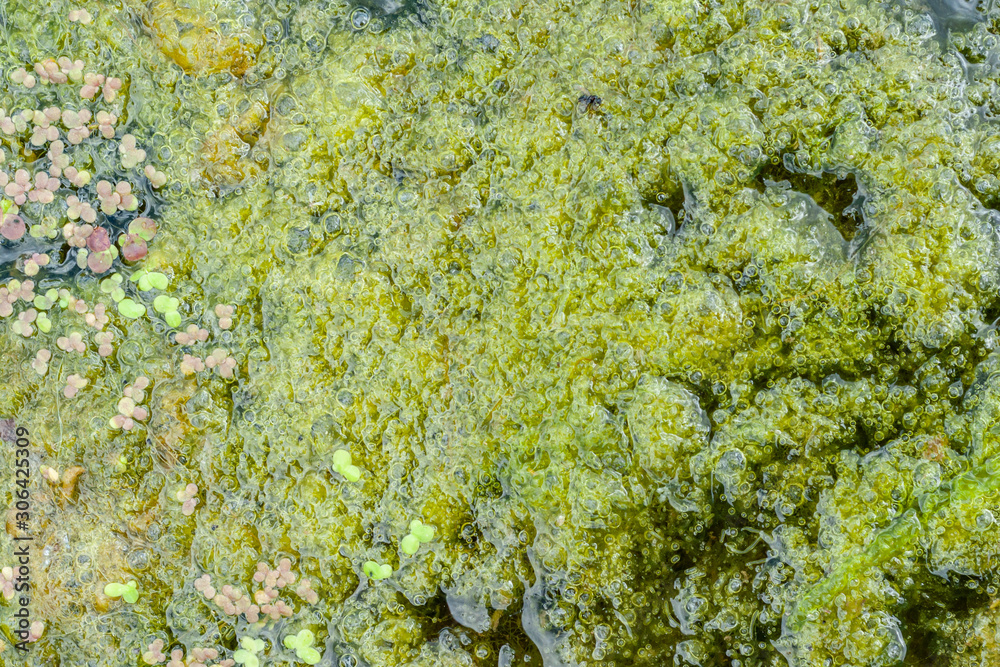 Abundant layer of flowering duckweed on the surface of the pond. The surface of the reservoir is covered with a layer of green slime Abundant layer of flowering duckweed on the surface of the pond. The surface of the reservoir is covered with a layer of green slime
