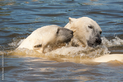 Twee spellende ijsberen in het water