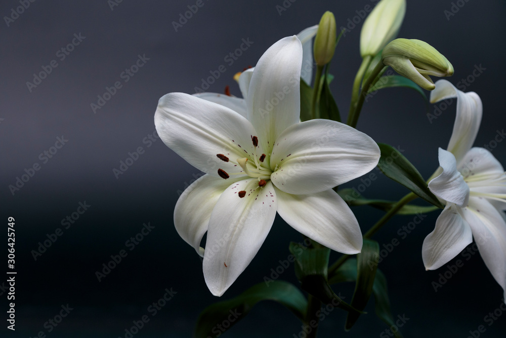 Close up of white calla lilies on a dark background. Close up of white calla lilies on a dark background.