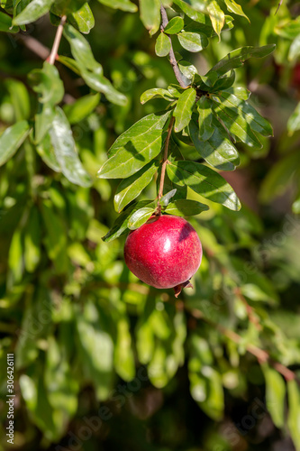 Ripening pomegranate hanging on a branch