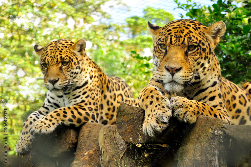 A close up of the head of two adult jaguar in the amazon rainforest A close up of the head of two adult jaguar in the amazon rainforest