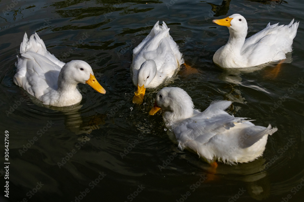 Large white pekin ducks (also known as aylesbury or long island ducks) swimming and searching for food on a lake as a drake mallard looks on