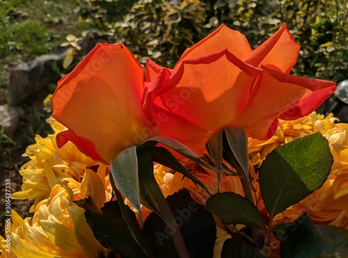 orange-yellow rose in the garden,nature,beauty,petal