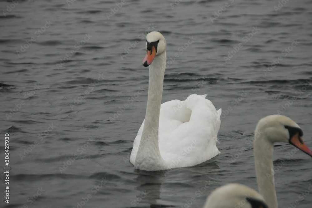 swan on lake swan on lake