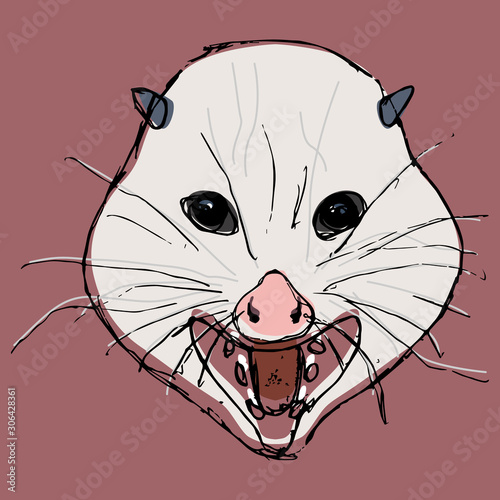 Stylized funny face of Virginia opossum. (Didelphis virginiana). Hand drawn colorful sketch. North American marsupial animal. photo