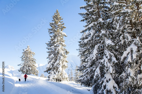Kleinwalsertal, Austria, January 29 , 2019, With fresh snow covered pine trees in the mountains and person snowshoeing with a dog