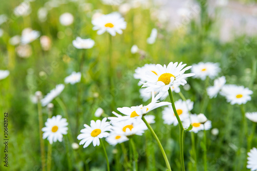 Wild white and yellow daisies in a green field in the spring on a sunny day in the Netherlands seen from the side