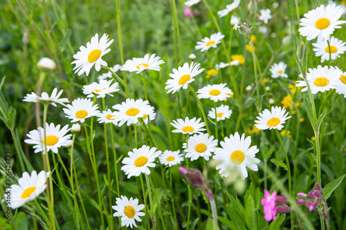 Wild white and yellow daisies in a green field in the spring on a sunny day in the Netherlands seen from the side