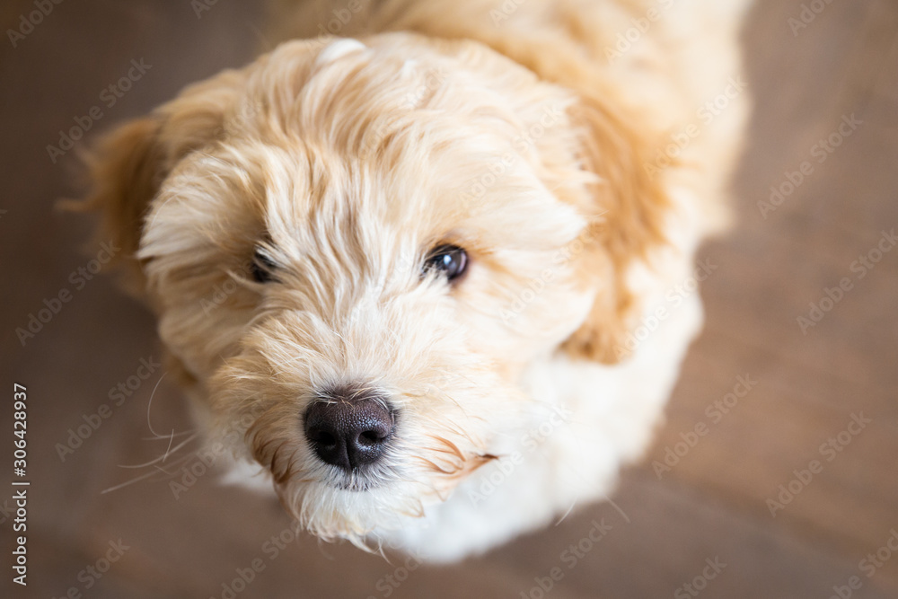 Cream Australian Labradoodle pup standing inside looking up seen from above Cream Australian Labradoodle pup standing inside looking up seen from above