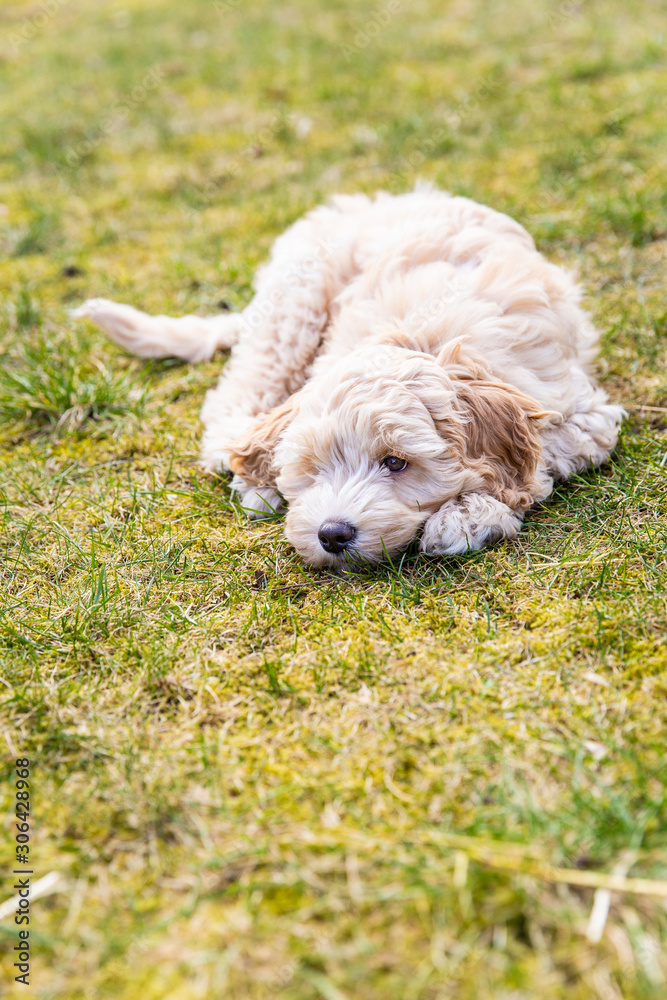Cream Australian Labradoodle pup laying down in the garden on the green grass Cream Australian Labradoodle pup laying down in the garden on the green grass