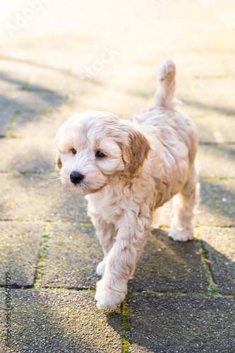 Cream Austrialian labradoodle pup with her tong out on a orange dog leash walking on the street on a sunny day