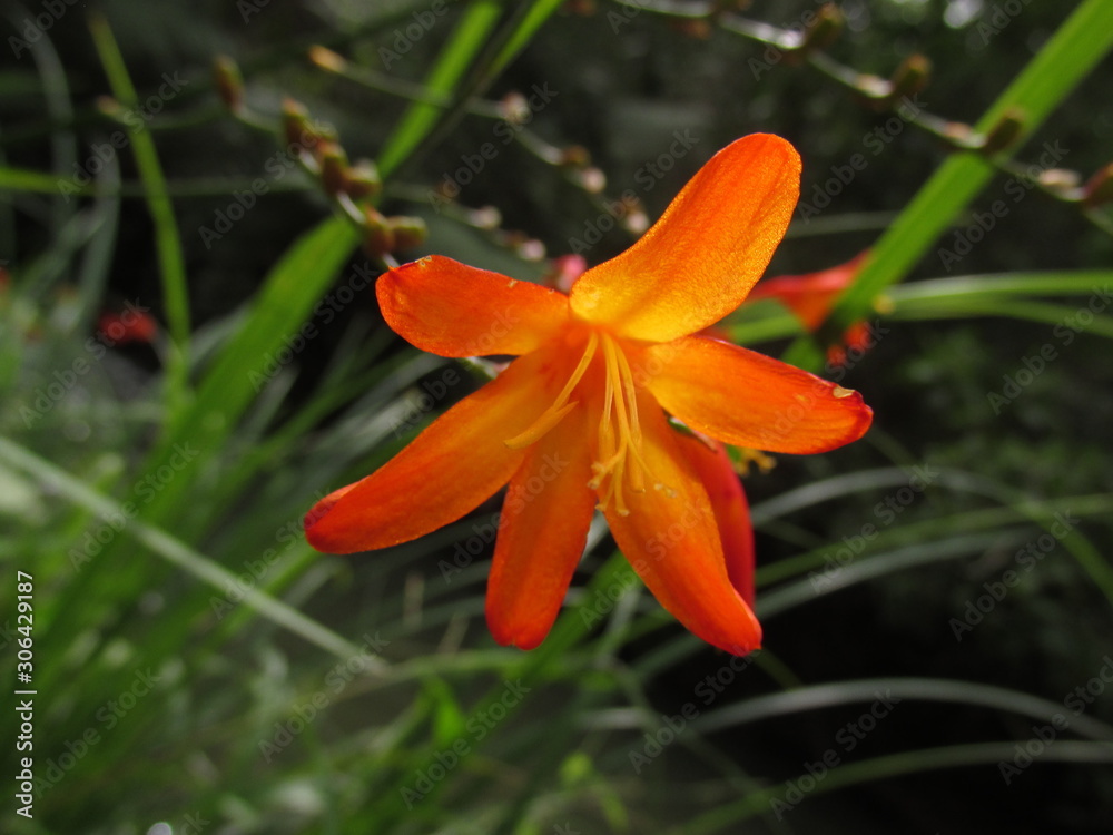 Flor Flor