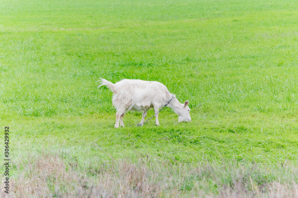 Fototapeta premium White goat grazing in the field