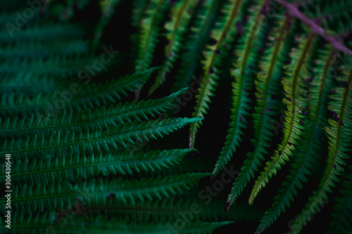 green leaves, abstract flora texture