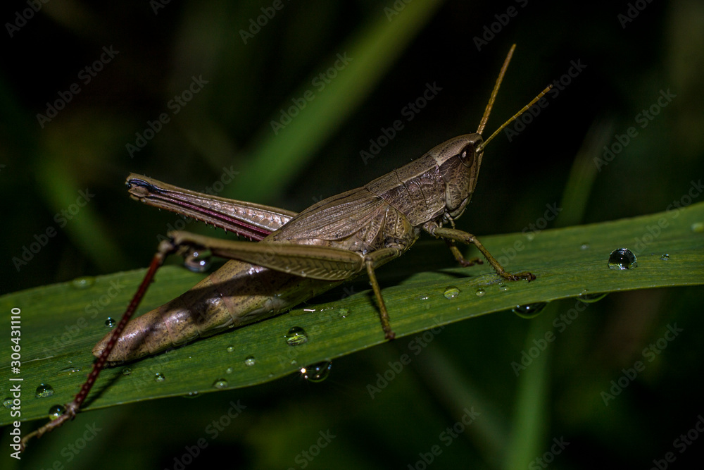 Grasshopper eats plants in macro photography Grasshopper eats plants in macro photography