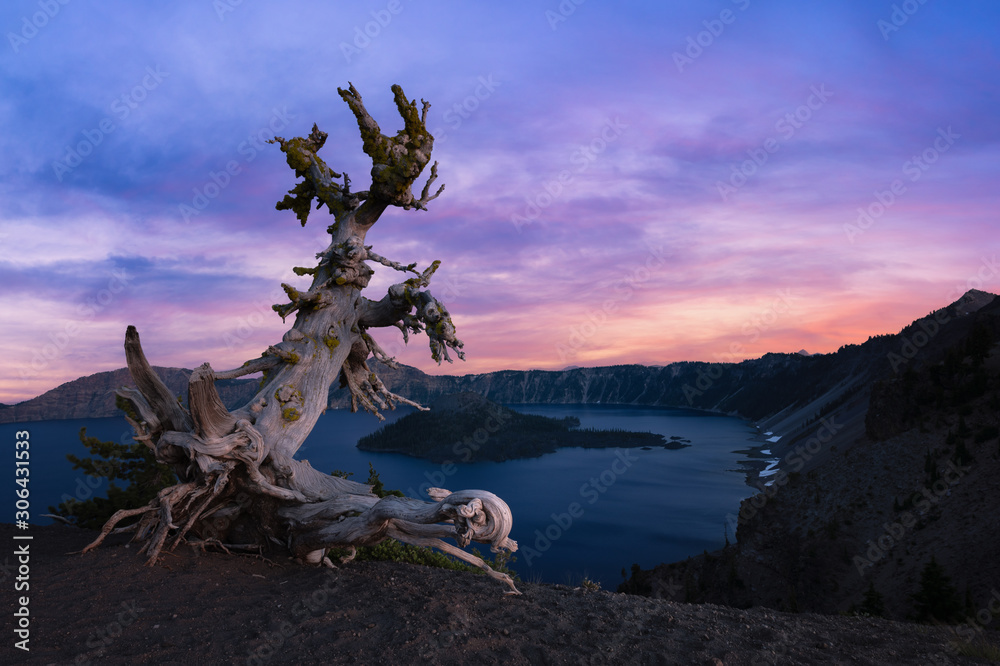 Colorful sunset of a White Bark Pine Tree overlooking Crater Lake