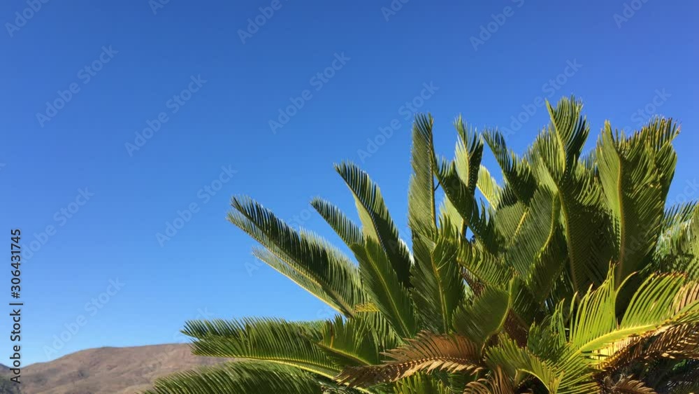 Hojas de palmera enana con cielo azul