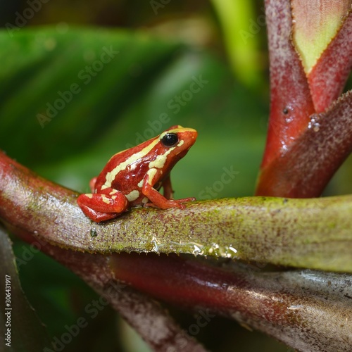Small striped red frog Epipedobates tricolor sitting on colourful exotic plants in natural rainforest environment. Colourful tropical frog. photo