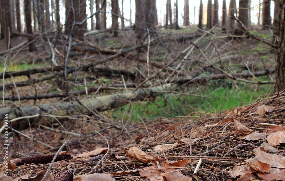 der natürliche Tannenwald