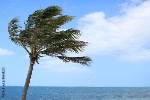 Palmier dans le vent