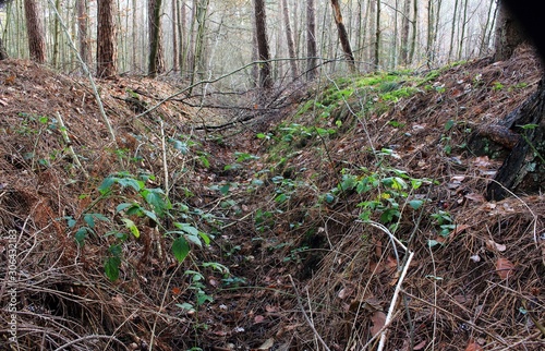 der alte Bachlauf im Wald