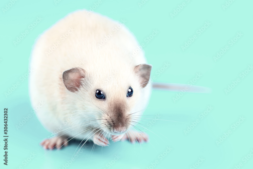 portrait of a domestic rat on mint background