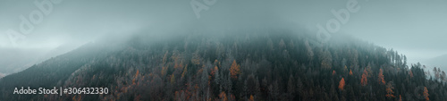 Minimal single autumn leaves color tones in a dark green mountain forest in the moody winter. Harz Mountains