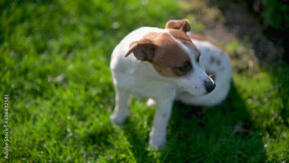 Funny cute dog walks in the garden, puppy Jack Russell. Pets. Funny cute dog walks in the garden, puppy Jack Russell. Pets.