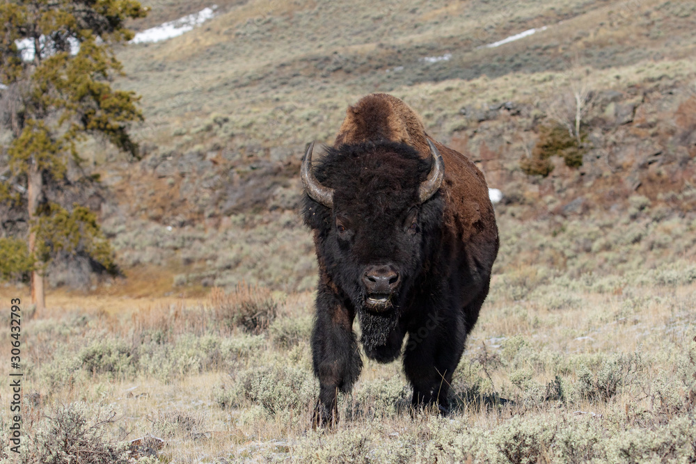 Yellowstone National Park