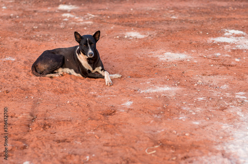 street dog.Alone black  dog on the street, Homeless dog sleep on a cement floor. white color of old scabby dogs lying on the ground.It seemed hungry and poor. photo