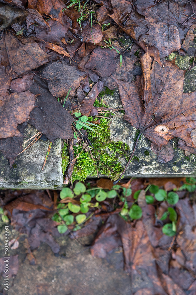 natural background of long-fallen leaves, moss and grass natural background of long-fallen leaves, moss and grass