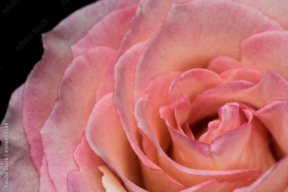 Macro image of a pink rose Macro image of a pink rose