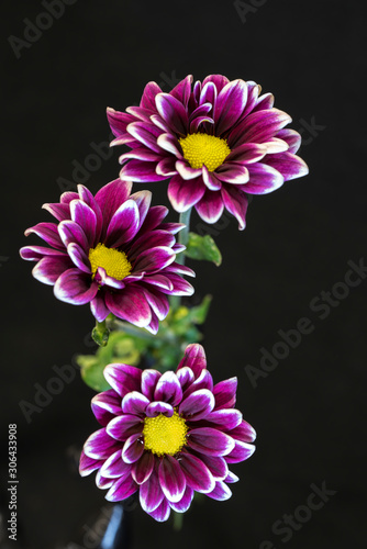 3 purple daisies with yellow centers on black background