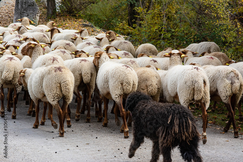 Back view of a black Crau sheepdog and its herd of Grivette sheep in Provence. Vegetation with autumn colours.