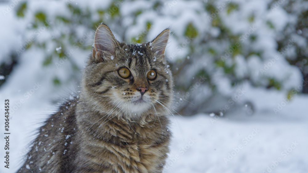 CLOSE UP: Cute brown tabby cat explores the snowy backyard during a snowstorm.