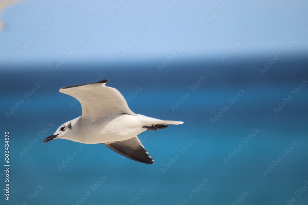 seagull in flight seagull in flight
