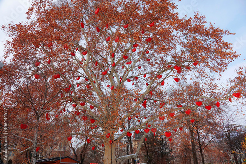 Photography CLOSE UP: Adorable red hearts hang from a deciduous tree in a park in Vienna