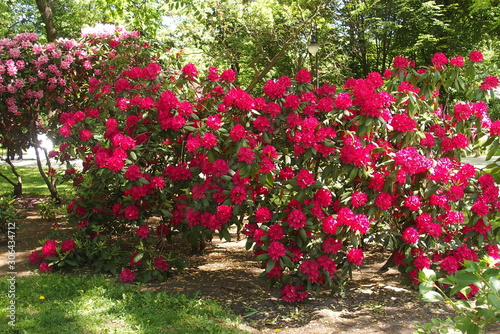 red rhododendron in the summer warm sun in a green garden