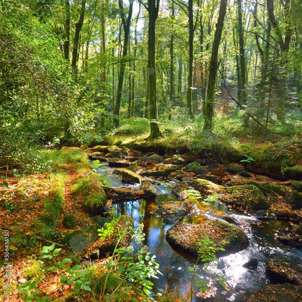 Small stream in a green deciduous forest - obrazy, fototapety, plakaty 