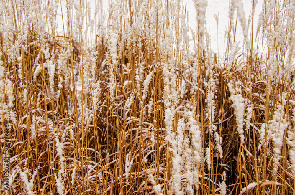 Fototapeta premium field of wild grasses