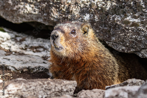 Marmot in Yellowstone National Park