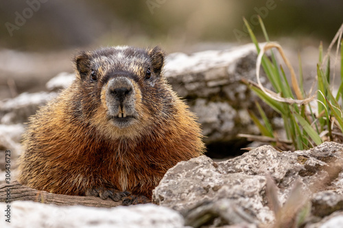 Marmot in Yellowstone National Park photo