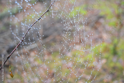 spider web with drops of water after rain