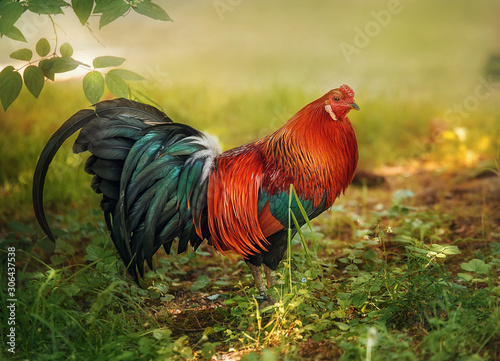 Wallpaper Mural Pet. A rooster with bright plumage on a background of green plants and the setting sun. Poultry with green-orange plumage. Torontodigital.ca