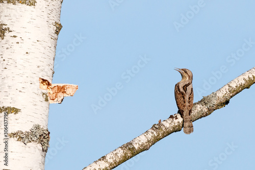 Eurasian wryneck jynx torquilla sitting on branch of birch tree and looking on trunk shocked. Cute funny woodpecker. Bird in wildlife.