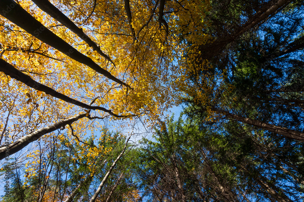 Fototapeta premium Multi colored trees and autumn sun shining in the blue sky. Golden autumn scene in a forest, with falling leaves, the sun shining through the trees and blue sky
