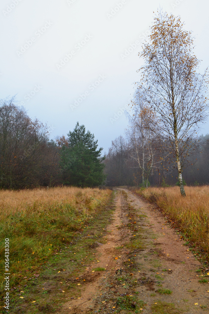 Birch trees in field. Rural dirt road in late autumn, vertical image